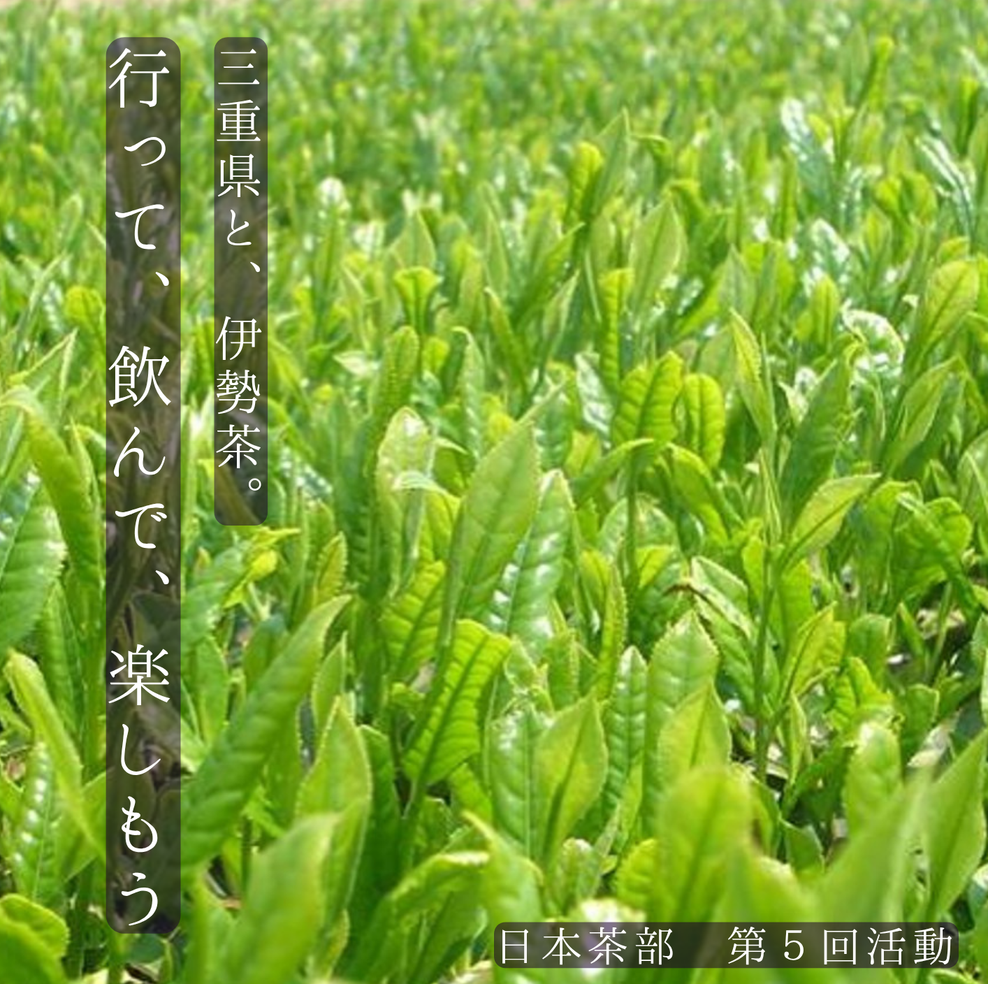【三重テラス部活動】日本茶部 「三重県と、伊勢茶。行って、飲んで、楽しもう」